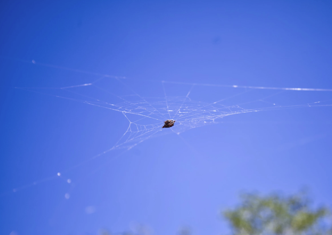 Close-up of Acanthepeira Cherokee spider on its web with distinctive zigzag pattern