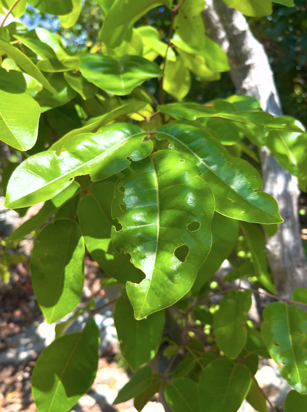 turks and caicos poison oak