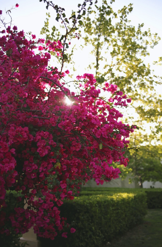 Vibrant Bougainvillea in bloom against a Turks and Caicos