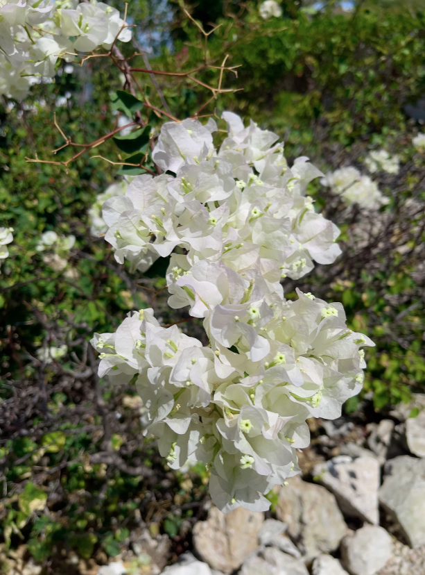 Vibrant Bougainvillea in bloom against a Turks and Caicos